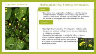 Lapsana communis Hierba pezonera. Familia: Asteráceas.
• Esta planta tiene propiedades antisépticas y antiinflamatorias,
siendo un remedio eficaz para curar heridas.Antiguamente se
utilizaba para tratar las pequeñas llagas o grietas que aparecen en
los pezones de las mujeres, sobre todo durante la lactancia.
Propiedades
• Es una planta utilizada como alimento y como medicina desde
tiempos muy antiguos. Las hojas tiernas son comestibles tanto
crudas como cocinadas.
• Se pueden hacer salteadas, en tortilla, hervidas o en quiche.
• Como hortaliza, esta planta era una fuente de alimento
• para los humanos desde tiempos prehistóricos.
• Su jugo se ha utilizado en la curación de heridas de
• difícil cicatrización.
Usos terapéuticos
 