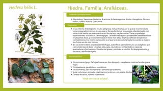 Hedera hélix L. Hiedra. Familia:Araliáceas.
• Glucósidos y Saponinas: Hederina, B-amirina, &-hederagenina.Acidos: clorogénico, fórmico,
málico, caféico. Rutina,Quercetina.
Contenido y principios activos
• El uso interno de esta planta resulta peligroso, incluso mortal, por lo que se recomienda no
tomar preparados internos de uso casero. Se pueden tomar preparados estandarizados con
extracto de hiedra que se encuentran en farmacias y parafarmacias.Tiene propiedades
expectorantes, mucolíticas y emenagogas. La hederina le aporta propiedades vasodilatadoras
en pequeñas dosis, y vasoconstrictoras en dosis más altas, de ahí sus efectos terapéuticos
contradictorios. Ese mismo compuesto es el que le da toxicidad a la planta cuando se ingiere.
Sus frutos son los más tóxicos.
• En uso externo tiene propiedades febrífugas, sudoríferas y emolientes. Es un analgésico que
calma todo tipo de dolor –muelas, oído, gota, reumáticos- Útil también en casos de
quemaduras e hinchazones. Disuelve las grasas y combate la celulitis. Es despigmentante, y
oscurece y abrillanta el pelo.
Propiedades
• En cocimiento (30 gr. De hojas frescas por litro de agua) y cataplasma cicatriza heridas y sana
llagas.
• En cataplasma, para dolores reumáticos.
• En cocimiento, para incorporarla a pomadas para celulitis.
• Suele incluirse en pomadas cicatrizantes, junto con cera, aceite de oliva,
• Corteza de saúco, romero o celedonia.
Usos terapéuticos
“Puede vivir más de mil años”
 