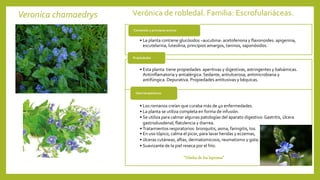Veronica chamaedrys Verónica de robledal. Familia: Escrofulariáceas.
• La planta contiene glucósidos –aucubina- acetofenona y flavonoides: apigenina,
escutelarina, luteolina, principios amargos, taninos, saponósidos.
Contenido y principios activos
• Esta planta tiene propiedades aperitivas y digestivas, astringentes y balsámicas.
Antiinflamatoria y antialérgica. Sedante, antiulcerosa, antimicrobiana y
antifúngica. Depurativa. Propiedades antitusivas y béquicas.
Propiedades
• Los romanos creían que curaba más de 40 enfermedades.
• La planta se utiliza completa en forma de infusión.
• Se utiliza para calmar algunas patologías del aparato digestivo: Gastritis, úlcera
gastroduodenal, flatulencia y diarrea.
• Tratamientos respiratorios: bronquitis, asma, faringitis, tos.
• En uso tópico, calma el picor, para lavar heridas y eczemas,
• úlceras cutáneas, aftas, dermatomicosis, reumatismo y gota.
• Suavizante de la piel reseca por el frío.
Usos terapéuticos
“Hierba de los leprosos”
 