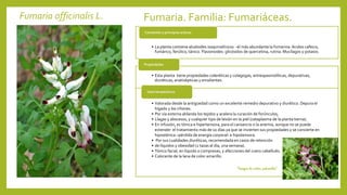 Fumaria officinalis L. Fumaria. Familia: Fumariáceas.
• La planta contiene alcaloides isoquinolínicos -el más abundante la fumarina.Acidos cafeico,
fumárico, ferúlico, tánico. Flavonoides: glicósidos de quercetina, rutina. Mucílagos y potasio.
Contenido y principios activos
• Esta planta tiene propiedades coleréticas y colagogas, antiespasmolíticas, depurativas,
diuréticas, anatisépticas y emolientes.
Propiedades
• Valorada desde la antigüedad como un excelente remedio depurativo y diurético. Depura el
hígado y los riñones.
• Por vía externa ablanda los tejidos y acelera la curación de forúnculos,
• Llagas y abscesos, y cualquier tipo de lesión en la piel (cataplasma de la planta tierna).
• En infusión, es tónica e hipertensora, para el cansancio o la anemia, aunque no se puede
extender el tratamiento más de 10 días ya que se invierten sus propiedades y se convierte en
hiposténica –pérdida de energía corporal- e hipotensora.
• Por sus cualidades diuréticas, recomendada en casos de retención
• de líquidos y obesidad (2 tazas al día, una semana).
• Tónico facial, en líquido o compresas, y afecciones del cuero cabelludo.
• Colorante de la lana de color amarillo.
Usos terapéuticos
“Sangre de cristo, palomilla”
 