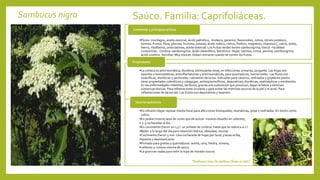 Sambucus nigra Saúco. Familia: Caprifoliáceas.
•Flores: mucílagos, aceite esencial, ácido palmítico, linoleico, geraniol, flavonoides, rutina, nitrato potásico,
taninos. Frutos: fibra, glucosa, fructosa, potasio, ácido málico, cítrico, fósforo, magnesio, vitamina C, calcio, sodio,
hierro, riboflavina, antocianinas, aceite esencial. Los frutos verdes tienen sambunigrina, tóxica –no deben
consumirse-. Corteza: sambunigrina, ácido oleanóllico, betulínico. Hojas: taninos, rutina, pectina, sambunigrina,
ácido ursólico. Semillas: Muy tóxicas. Deben retirarse cuando se comen los frutos.
Contenido y principios activos
•La corteza es antirreumática, diurética, estimulante renal, en infecciones urinarias, purgante. Las hojas son
laxantes y hemostáticas, antiinflamatorias y antirreumáticas, para quemaduras, hemorroides. Las flores son
sudoríficas, diuréticas y pectorales, calmantes de la tos. Indicadas para catarros, resfriados y gripeEsta planta
tiene propiedades coleréticas y colagogas, antiespasmolíticas, depurativas, diuréticas, anatisépticas y emolientes.
En las enfermedades infantiles, las flores, gracias a la sudoración que provocan, bajan la fiebre y eliminan
sustancias tóxicas. Para inflamaciones oculares y para evitar las manchas oscuras de la piel y el acné. Para
inflamaciones de las encías. Los frutos son depurativos y laxantes.
Propiedades
•En infusión (dejar reposar media hora) para afecciones bronquiales, reumáticas, gripe y resfriados. En loción como
colirio
•En jarabe (mismo peso de zumo que de azúcar moreno disuelto en caliente),
• 2-3 cucharadas al día.
•En cocimiento (hervir en 1,5 l. un puñado de corteza, hasta que se reduzca a 1 l.
•Beber a lo largo del día para retención hídrica, obesidad, reuma)
•Cocimiento (hervir 5 min. Una cucharada de hojas por taza) 3 tazas al día,
•laxante y desintoxicante.
•Pomada para grietas y quemaduras: aceite, cera, hiedra, romero,
•celdonia y corteza interna de saúco.
•La grana se usaba para teñir la ropa de morado oscuro.
Usos terapéuticos
“Sambucus viene de sambuce, flauta en latín”
 