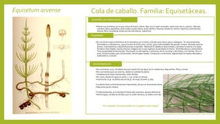 Equisetum arvense Cola de caballo. Familia: Equisetáceas.
•Planta muy primitiva, por lo que carece de frutos y flores. Muy rica en sales minerales, sobre todo silicio y potasio. Además,
contiene calcio, equisetina, ácido oxálico, ácido málico, ácido silicílico, flavonas, fitosterol, tanino y saponina, aminoácidos,
niacina, fibra. Las plantas verdes son las más tóxicas –palustrina-
Contenido y principios activos
•Es uno de los mejores diuréticos de la naturaleza, por lo tanto, indicado para reducir peso o adelgazar. Es remineralizante,
hemostática y antianémica , para el exceso de ácido úrico, artritis, gota, enfermedades del aparato urinario. Remedio para los
huesos –traumatismos o descalcificaciones corporales-. Mantiene el cabello en buen estado, y previene la calvicie y la caspa.
Fortalece uñas frágiles. Ayuda a formar colágeno por lo que regenera la piel desde el interior. Antiinflamatoria y antioxidante.
Tiene propiedades antitumorales. Para la piel, es astringente y vulneraria, útil en eccemas y dermatitis, o en heridas. Para el
acné, úlceras bucales, ojos, hemorroides, hemorragias nasales. Vulneraria y cicatrizante, regenerando los tejidos afectados y
acelerando su curación.
Propiedades
•En cocimiento, 50 gr. De planta seca por medio litro de agua, hervir media hora, dejar enfriar, filtrar y tomar.
•En cocimientos para uso externo, doblar la cantidad de planta.
• Cataplasma de hojas machacadas, sobre heridas.
•En zumo, diluido en agua; en polvo, 1-2 gr. al día; en tintura,
•macerando 20 gr. de planta seca en 80 gr. de orujo, durante 15 días.
•La planta tiene contraindicaciones importantes, así que se recomienda tomar
•bajo prescripción médica.
•Tradicionalmente, se la llamaba la hierba del carpintero, porque detenía las
•hemorragias, cerraba las heridas y por su poder abrasivo, se usaba como lija.
Usos terapéuticos
No confundir el arvense (arriba) con el palustre tóxico (abajo)”
 