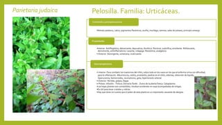 Parietaria judaica Pelosilla. Familia: Urticáceas.
•Nitrato potásico, calcio, pigmentos flavónicos, azufre, mucílago, taninos, sales de potasio, principio amargo.
Contenido y principios activos
•Interior: Antiflogística, detoxicante, depurativa, diurética. Pectoral, sudorífica, emoliente. Refrescante,
demulcente, antiinflamatoria. Laxante, colagoga. Resolutiva, analgésica.
•-Exterior: Astringente, vulneraria, cicatrizante.
Propiedades
•-Interior: Para combatir los trastornos del riñón, sobre todo en los casos en los que el enfermo orina con dificultad,
para la inflamación. Albuminuria, cistitis, prostatitis, piedras en el riñón, edemas, retención de líquido,
hiperucemia, hemorroides, reumatismo, gota, hipertensión arterial.
•-Exterior: Heridas, golpes, llagas.
•-Polvos. Infusión. -Tintura. Extracto fluido. -Zumo de la planta fresca. Cataplasma.
•Las hojas jóvenes son comestibles; resultan excelentes en sopa acompañadas de ortigas.
•Es útil para lavar cristales y vidrios.
•Hay que tener en cuenta que el polen de esta planta es un importante causante de alergias.
Usos terapéuticos
 
