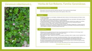Geranium robertianum L. Hierba de San Roberto. Familia: Geraniáceas.
•Flavonoides: incluye rutina, quercetina, kaemferol, hiperósido. Taninos: geranina (principio amargo)
Aceite esencial: geraniol, citronelal, linalol, terpineol. Acidos orgánicos: málico, cítrico.
Contenido y principios activos
•La hierba de San Roberto es un astringente, empleado sobre todo en medicina de la infancia porque no es irritante ni tiene
un sabor desagradable.
•Como remedio casero se utiliza el jugo de esta planta o una decocción de hierba seca para detener hemorragias de diverso
tipo ( nasales, de la menstruación, hemorroides y en heridas sangrantes).
•La hierba de San Roberto no sobrevive a la floración y debe ser desecada antes, poniendo mucho cuidado en no confundir
sus hojas, de forma triangular y contorno profundamente dividido, con las de la cicuta intensamente venenosa.
•En caso de no conocer la planta mejor comprarla en tiendas especializadas.
•Propiedades: Astringente, tónico, vulnerario, antiespasmódico, diurético, hemostático, hipoglucémico. Su efecto principal es
astringente por su contenido en taninos que le confieren acción antidiarreica y hemostática. El aceite esencial le transfiere un
efecto analgésico y antiséptico. Es también hipoglucemiante suave.
Propiedades
•Inflamación de boca y garganta. Decocción. Hervir 60 gr de hojas de hierba de San Roberto en un litro de agua. Usar el
líquido filtrado, templado y edulcorado con miel para enjuagar la boca.
•Hacer gargarismos para las inflamaciones de garganta.
•Para curar úlceras y llagas. Cataplasma de hojas frescas lavadas y machacadas. Vendar con gasa y renovar la aplicación dos
veces al día.
•Para gargarismos y tratamiento de las heridas. Té de hierba de San Roberto. Verter 250 gr de agua hirviendo sobre 2
cucharaditas de la hierba seca (o una cucharadita de la raíz seca), se deja reposar por espacio de 5 minutos ( que seran 15
en el caso de la raíz ), se cuela y se bebe una taza 2 veces al día. Se puede añadir la misma cantidad de manzanilla
•Se indica en casos de diarreas, en casos en que se necesite un aumento de la diuresis como en las afecciones genitourinarias,
en la gota, en la hipertensión arterial y otras, contra la diabetes.
•Maceración: Adicionar 1 cucharadita a medio litro de agua y dejar reposar por 8 horas. Aplicar esta preparación durante el día.
Usos terapéuticos
Falso perejil, alivia el picor de la ortiga
 