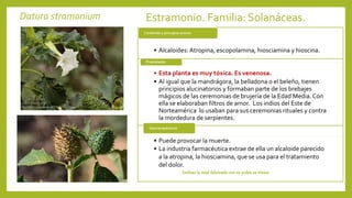 Datura stramonium Estramonio. Familia: Solanáceas.
• Alcaloides: Atropina, escopolamina, hiosciamina y hioscina.
Contenido y principios activos
• Esta planta es muy tóxica. Es venenosa.
• Al igual que la mandrágora, la belladona o el beleño, tienen
principios alucinatorios y formaban parte de los brebajes
mágicos de las ceremonias de brujería de la Edad Media. Con
ella se elaboraban filtros de amor. Los indios del Este de
Norteamérica lo usaban para sus ceremonias rituales y contra
la mordedura de serpientes.
Propiedades
• Puede provocar la muerte.
• La industria farmacéutica extrae de ella un alcaloide parecido
a la atropina, la hiosciamina, que se usa para el tratamiento
del dolor.
Usos terapéuticos
Incluso la miel fabricada con su polen es tóxica
 