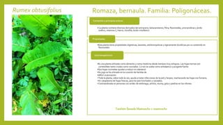 Rumex obtusifolius Romaza, bernaula. Familia: Poligonáceas.
• La planta contiene diversos derivados del antraceno, betacarotenos, fibra, flavonoides, procianidinas y ácido
oxálico, vitamina C, hierro, clorofila, ácido crisofánico.
Contenido y principios activos
•Esta planta tiene propiedades digestivas, laxantes, antibronquíticas y ligeramente diuréticas por su contenido en
flavonoides.
Propiedades
•Es una planta utilizada como alimento y como medicina desde tiempos muy antiguos. Las hojas tiernas son
comestibles tanto crudas como cocinadas. La raíz se usaba como antiséptico y purgante fuerte.
•Sus hojas cocinadas ayudan a reducir el colesterol.
•Su jugo se ha utilizado en la curación de heridas de
•difícil cicatrización.
•Toda la planta, sobre todo la raíz, ayuda a tratar infecciones de la piel y herpes, machacando las hojas con fumaria.
•En cataplasma de hojas frescas, para los pies hinchados y cansados.
•Contraindicada en personas con acidez de estómago, artritis, reuma, gota o piedras en los riñones.
Usos terapéuticos
También llamada Mastrancho o mastroncho
 