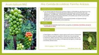 Arum italicum Mill. Aro. Comida de culebras. Familia: Aráceas.
• Los rizomas tuberosos de los aros contienen hasta un 70 % de fécula, pero frescos son muy
tóxicos. Sin embargo, su toxicidad desaparece fácilmente por la acción del calor o por
desecación . Los tubérculos, entonces son comestibles. Este principio venenoso se halla
también en las hojas y en los frutos redonditos y encarnados, que comidos por los niños
pueden acarrear funestos resultados.
• En las hojas y en los tubérculos del aro se encuentran también una saponina de tipo
glucosídico, diversos fermentos y otras sustancias.
Contenido y principios activos
• Aunque tiene propiedades expectorantes y purgantes, es venenoso, muy tóxico, así que se
recomienda no usarlo.
Propiedades
• TantoGaleno como Mattioli y Laguna opinan que la virtud y la fuerza del
• aro se diferencia según las regiones en donde nace.Así, por ejemplo,
• mientras en Egipto crece tan dulce y suave que se puede comer su raíz
• cruda y cocida, como los nabos, en Europa nace tan agudo y mordaz que
• enciende y abrasa la boca.
Usos terapéuticos
Arum en griego es “calor”: en floración
estas plantas emiten calor
 