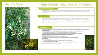 Brassica Napus. Nabo silvestre. Colza. Familia: Crucíferas.
• Ricas en glucosinolatos. Las semillas tienen mucho aceite (hasta 45%) y gran cantidad de glucósidos.La planta es rica en mucílagos. Lasraíces
son ricas en carbohidratos, ácido alantoideo y alantoina. Pigmentos naturales antioxidantes: betacarotenos en hojas y flores. Vitaminas, sales
minerales y azúcares.
Contenido y principios activos
• El nabo tiene efectos actioxidantes y anticancerígenos. Alimento anti-envejecimiento. Propiedades desintoxicantes, pectorales, diaforéticas.
Por su riqueza en minerales y vitamina C, combate infecciones y mejora el aspecto de piel, uñas y cabello. Es diurético, elimina los tóxicos del
cuerpo, para obesidad y diabetes. Poseen pocas calorías, son ricos en fibra, reducen el riesgo de enfermedades cardiovasculares.
•De esta planta se obtiene el aceite de colza, que se usa como aceite industrial. Sin embargo, se creó una variedad de colza modificada
genéticamente para que resulte adecuada al consumo humano, el aceite de canola, muy saludable a nivel nutricional y por su acción protectora
sobre el corazón y la salud de las arterias.
Propiedades
•Sus virtudes o propiedades medicinales son pectorales y es muy efectivo para calmar la tos, para ello se ralla la raíz, se macera en leche y se
agrega miel de abejas.
•• Es bueno para el asma, la tos ferina, la bronquitis, la pulmonía y los catarros. También puede hacerse un jarabe cociéndolo.
•• En cataplasmas es bueno para dolores de gota y reuma, para los sabañones, forúnculos y abscesos.
•• El aceite que se obtiene de las semillas de las otras variedades, sobre todo de la colza, tiene también usos medicinales,
•pero es peligroso al interior porque puede provocar accidentes de corazón en dosis masivas.
• En pequeñas dosis, buen laxante.
• En uso externo no ofrece peligro y sirve para curar heridas y cortaduras.
•• La raíz del nabo y del colinabo se utiliza para curar inflamaciones crónicas de los intestinos. Se prepara igual
•que la sopa común
•y se toma dos veces al día.
•• Se recomienda el jugo de nabos, bebido por cucharadas, para detener la hemorragia uterina.
•• El nabo es refrescante, emoliente y calmante.
•• El nabo y el colinabo son más o menos parientes del repollo (col), pero las hojas no se aprovechan para consumo humano,
•ya que en los repollos son abundantes y mucho mejores.
Usos terapéuticos
 