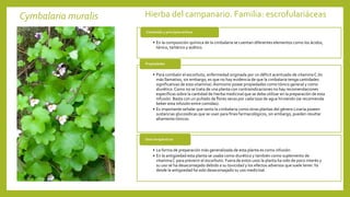 Cymbalaria muralis Hierba del campanario. Familia: escrofulariáceas
• En la composición química de la cimbalaria se cuentan diferentes elementos como los ácidos,
tánico, tartárico y acético.
Contenido y principios activos
• Para combatir el escorbuto, enfermedad originada por un déficit acentuado de vitamina C (lo
más llamativo, sin embargo, es que no hay evidencia de que la cimbalaria tenga cantidades
significativas de esta vitamina). Asimismo posee propiedades como tónico general y como
diurético.Como no se trata de una planta con contraindicaciones no hay recomendaciones
específicas sobre la cantidad de hierba medicinal que se debe utilizar en la preparación de esta
infusión. Basta con un puñado de flores secas por cada taza de agua hirviendo (se recomienda
beber esta infusión entre comidas).
• Es importante señalar que tanto la cimbalaria como otras plantas del género Linaria poseen
sustancias glucosídicas que se usan para fines farmacológicos, sin embargo, pueden resultar
altamente tóxicos.
Propiedades
• La forma de preparación más generalizada de esta planta es como infusión.
• En la antigüedad esta planta se usaba como diurético y también como suplemento de
vitamina C para prevenir el escorbuto. Fuera de estos usos la planta ha sido de poco interés y
su uso se ha desaconsejado debido a su toxicidad y los efectos adversos que suele tener.Ya
desde la antigüedad ha sido desaconsejado su uso medicinal.
Usos terapéuticos
 