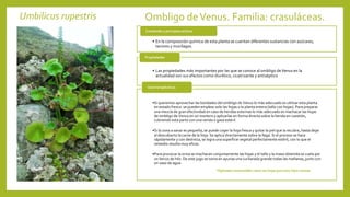 Umbilicus rupestris Ombligo deVenus. Familia: crasuláceas.
• En la composición química de esta planta se cuentan diferentes sustancias con azúcares,
taninos y mucílagos.
Contenido y principios activos
• Las propiedades más importantes por las que se conoce al ombligo deVenus en la
actualidad son sus efectos como diurético, cicatrizante y antiséptico
Propiedades
•Si queremos aprovechar las bondades del ombligo de Venus lo más adecuado es utilizar esta planta
en estado fresco: se pueden emplear solo las hojas o la planta entera (tallo con hojas). Para preparar
una mezcla de gran efectividad en caso de heridas externas lo más adecuado es machacar las hojas
de ombligo de Venus en un mortero y aplicarlas en forma directa sobre la herida en cuestión,
cubriendo esta parte con una venda o gasa estéril.
•Si la zona a sanar es pequeña, se puede coger la hoja fresca y quitar la piel que la recubre, hasta dejar
al descubierto la carne de la hoja. Se aplica directamente sobre la llaga. Si el proceso se hace
rápidamente y con destreza, se logra una superficie vegetal perfectamente estéril, con lo que el
remedio resulta muy eficaz.
•Para provocar la orina se machacan conjuntamente las hojas y el tallo y la masa obtenida se cuela por
un lienzo de hilo. De este jugo se toma en ayunas una cucharada grande todas las mañanas, junto con
un vaso de agua.
Usos terapéuticos
Hipócrates recomendaba comer sus hojas para tener hijos varones
 