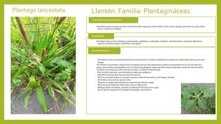 Plantago lanceolata Llantén. Familia: Plantagináceas.
•El llantén posee principios activos como flavonoides, saponinas, ácido oxálico, ácido cítrico, potasio, glucósido aucubina, ácido
silícico, taninos y mucílagos
Contenido y principios activos
•El llantén tiene acción antiséptica, expectorante, antibiótica, cicatrizante, diurético, antiinflamatoria, calmante, depurativa,
saciante, antihemorragica, emoliente y astringente.
Propiedades
•Se emplea en las curas desintoxicantes de la primavera, en infusión o añadiendo sus hojas a los caldos depurativos, junto a las
ortigas.
•En infusión o cocimiento, mejora el funcionamiento de las vías respiratorias, acelera la recuperación en el caso de catarros y
gripes, alivia el dolor de garganta, la tos y la afonía (en gárgaras), mejora las afecciones bronquiales. Ayuda a la expectoración.
Combate el reumatismo, reduce las hemorroides, combate el herpes zoster
•Por su efecto saciante, recomendada en dietas para adelgazar
•Detiene la diarrea, alivia las picaduras de insectos.
•El zumo de planta fresca, se usa para mejorar la salud de las encías y curar llagas y heridas
•El llantén es muy útil en caso de rinitis
•Depura las sangre, está indicado en trastornos de riñones y vejiga
•Para aliviar las dolencias intestinales como la inflamación
•Mitiga el dolor de dientes, estimula la aceleración de ácido úrico o gota
•Es un óptimo ingrediente de jarabes bronquiales y depurativos.
Usos terapéuticos
 