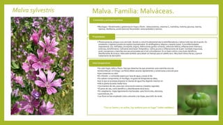 Malva sylvestris Malva. Familia: Malváceas.
•Mucílagos –fibrahúmeda y gelatinosa en hojas y flores-, betacarotenos, vitamina C, malvidina, malvina, glucosa, niacina,
tiamina, riboflavina, aceite esencial, flavonoides: antocianósidos y taninos.
Contenido y principios activos
• Planta panacea, porque cura casi todo. Quizás su virtud fundamental sea la antiinflamatoria y calmar todo tipo de erupción. Es
emoliente y regenera pronto los tejidos traumatizados. Es antiflogística, béquica y laxante suave. Cura enfermedades
respiratorias: tos, resfriados, bronquitis, angina, disfunciones genito-urinarias, retención hídrica, inflamaciones internas y
externas, estreñimiento. Calmante estomacal. Antipirética. Calma picores e inflamaciones de la piel. Combate impurezas,
acné, courperosis y manchas oscuras provocadas por el sol y el embarazo. Es un buen colirio y muy buen dentífrico,
desinfectante de la boca. Adecuada también para añadir al champú para el cabello seco. Muy buen tónico facial, y para el
tratamiento de dermatitis
Propiedades
•Se usan hojas, tallos y flores. Hay que desechar las que presentan unas manchas oscuras
•producidas por un hongo. Las flores deben secarse rápidamente y conservarse a oscuras para
•que conserven su color.
•En infusión -1 cucharada sopera por taza de agua, 3 tazas al día.
•Su valioso componente, el mucílago, no gusta de temperaturas altas,
•por lo que se aconseja preparar en tisanas de agua fría, dejando macerar en
•ella la planta durante media hora.
• Cocimientos de raíz, para usar como loción externa o lavados vaginales.
• El polvo de raíz, como dentífrico y desinfectante de la boca.
• En cataplasma –hojas ligeramente machacadas- para forúnculos, abscesos,
• quemaduras, etc.
• Las flores se han empleado como colorante y las hojas, para teñir de verde.
Usos terapéuticos
“Con un huerto y un malvar, hay medicina para un hogar” (refrán castellano)
 