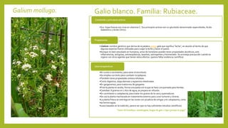 Galium mollugo. Galio blanco. Familia: Rubiaceae.
•Sus hojas frescas son ricas en vitamina C. Sus principios activos son un glucósido denominado asperulósido, Acido
Galatánico y Acido Cítrico.
Contenido y principios activos
• Galium: nombre genérico que deriva de la palabra griega gala que significa "leche", en alusión al hecho de que
algunas especies fueron utilizadas para cuajar la leche y hacer el queso.
•Aunque no bien estudiado en humanos, amor de hortelano pueden tener propiedades diuréticas, anti-
inflamatorias, antigotas, antineoplásicas, laxantes, astringentes y hormonales. Se aconseja precaución cuando se
ingiere con otros agentes que tienen estos efectos. (parece faltar evidencia científica)
Propiedades
•En zumo o cocimiento, para sanar el escorbuto.
•Se emplea con éxito para combatir la epilepsia.
•También tiene propiedades antiescrofulosas.
•Como digestivo, ataja diarreas y espasmos intestinales.
•En gargarismos, para trastornos de garganta.
•Frita la planta en aceite, forma una pasta con la que se hace una pomada para heridas.
•Cantidad: 8 gramos en 1 litro de agua; se prepara en infusión.
•En cocimiento o cataplasma, para tratar los granos de la cara y quemaduras.
•Se usa la planta machacada en tratamiento externo para curar tumores y úlceras.
•La planta fresca se restriega en las zonas con picadura de ortigas y en cataplasma, corta
•as hemorragias.
•(usos basados en la tradición, parece ser que no hay suficientes estudios científicos)
Usos terapéuticos
“Amor de hortelano, azotalenguas, lengua de gato o lapa (porque se pega)”
 