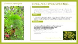 Foeniculum vulgare Hinojo, Anís. Familia: Umbelíferas.
•Aceite esencial, muy rico en anetol, estragol, limoneno, fenchoa. Cumarinas, aminoácidos: alanina
(aumenta las defensas del sistema inmunitario), arginina (para el crecimiento muscular y la reparación
de tejidos), histidina (vasodilatador y estimulador del jugo gástrico, combate la anemia, la artritis) ácido
glutamínico (antiulceroso, incrementa la capacidad mental), ácido aspártico, vitamina C, grasas, fibras,
Minerales: calcio, hierro, magnesio, cobalto, etc.
Contenido y principios activos
• Es carminativa, tónica estomacal y digestiva. Favorece la digestión, abre el apetito y ayuda a disminuir
el dolor de estómago, bronquial, antitusiva, emenagoga, antiinflamatoria, reduce el colesterol, la
anemia, es antioxidante, alivia la presión ocular, aumenta la potencia sexual y es estimulante. Es
diurética.
Propiedades
• Exprimida en una gasa, relaja los ojos, alivia el enrojecimiento y las irritaciones.
•La bolsa de infusión sobre los ojos cerrados, 10 min. Para la conjuntivitis.
•Una cataplasma de hojas hervidas alivia los dolores del vientre.
•Como relajante, verter la infusión en el agua del baño.
• En infusión, fortalece el cabello y evita la caída.
•Combate el mal aliento.
•El hinojo puede reaccionar con determinados medicamentos y
•anular sus efectos.
Usos terapéuticos
“Planta mágica que deshacía los conjuros de brujería”
 