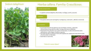 Sedum telephium Hierba callera. Familia:Crasuláceas.
• La planta contiene telephiína, flavonoides, mucílagos, azufre y azúcares
Contenido y principios activos
• Esta planta tiene acción astringente, mucilaginosa, cicatrizante , callicida e insecticida.
Propiedades
• La principal virtud de esta planta es que sana llagas y heridas, y aplicando
directamente la hoja sobre los callos, consigue que estos se ablanden.
• Separando la fina piel de la cara superior de las hojas, se aplica directamente sobre
quemaduras, cortes, llagas y heridas en general.
• Las hojas hervidas con leche en forma de emplasto son usadas para tratar hemorroides
y fisuras anales no infectadas.
• Quemada es insecticida.
Usos terapéuticos
“Hierba de la materia, bálsamo”
 