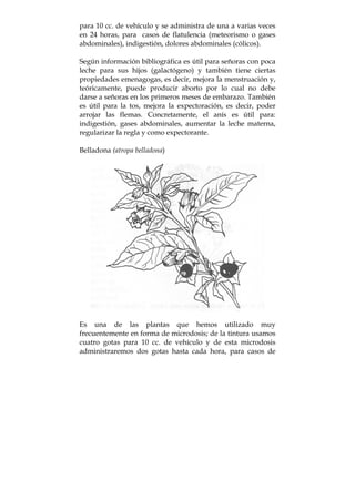 para 10 cc. de vehículo y se administra de una a varias veces
en 24 horas, para casos de flatulencia (meteorismo o gases
abdominales), indigestión, dolores abdominales (cólicos).
Según información bibliográfica es útil para señoras con poca
leche para sus hijos (galactógeno) y también tiene ciertas
propiedades emenagogas, es decir, mejora la menstruación y,
teóricamente, puede producir aborto por lo cual no debe
darse a señoras en los primeros meses de embarazo. También
es útil para la tos, mejora la expectoración, es decir, poder
arrojar las flemas. Concretamente, el anís es útil para:
indigestión, gases abdominales, aumentar la leche materna,
regularizar la regla y como expectorante.
Belladona (atropa belladona)
Es una de las plantas que hemos utilizado muy
frecuentemente en forma de microdosis; de la tintura usamos
cuatro gotas para 10 cc. de vehículo y de esta microdosis
administraremos dos gotas hasta cada hora, para casos de
 