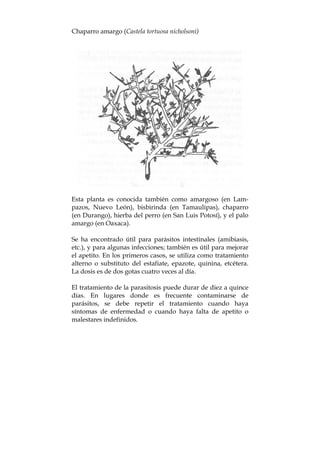 Chaparro amargo (Castela tortuosa nicholsoni)
Esta planta es conocida también como amargoso (en Lam-
pazos, Nuevo León), bisbirinda (en Tamaulipas), chaparro
(en Durango), hierba del perro (en San Luis Potosí), y el palo
amargo (en Oaxaca).
Se ha encontrado útil para parásitos intestinales (amibiasis,
etc.), y para algunas infecciones; también es útil para mejorar
el apetito. En los primeros casos, se utiliza como tratamiento
alterno o substituto del estafiate, epazote, quinina, etcétera.
La dosis es de dos gotas cuatro veces al día.
El tratamiento de la parasitosis puede durar de diez a quince
días. En lugares donde es frecuente contaminarse de
parásitos, se debe repetir el tratamiento cuando haya
síntomas de enfermedad o cuando haya falta de apetito o
malestares indefinidos.
 