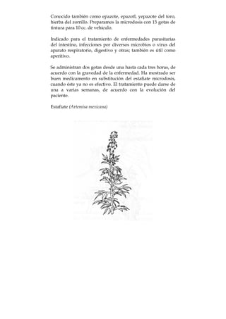 Conocido también como epazote, epazotl, yepazote del toro,
hierba del zorrillo. Preparamos la microdosis con 15 gotas de
tintura para 10 cc. de vehículo.
Indicado para el tratamiento de enfermedades parasitarias
del intestino, infecciones por diversos microbios o virus del
aparato respiratorio, digestivo y otras; también es útil como
aperitivo.
Se administran dos gotas desde una hasta cada tres horas, de
acuerdo con la gravedad de la enfermedad. Ha mostrado ser
buen medicamento en substitución del estafiate microdosis,
cuando éste ya no es efectivo. El tratamiento puede darse de
una a varias semanas, de acuerdo con la evolución del
paciente.
Estafiate (Artemisa mexicana)
 