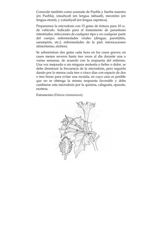 Conocido también como azumate de Puebla y hierba maestra
(en Puebla), iztauhyatl (en lengua náhuatl), mexmitzi (en
lengua otomí), y yztauhyatl (en lengua zapoteca).
Preparamos la microdosis con 15 gotas de tintura para 10 cc.
de vehículo. Indicado para el tratamiento de parasitosis
intestinales; infecciones de cualquier tipo y en cualquier parte
del cuerpo; enfermedades virales (dengue, parotiditis,
sarampión, etc.); enfermedades de la piel; intoxicaciones
alimentarías, etcétera.
Se administran dos gotas cada hora en los casos graves; en
casos menos severos hasta tres veces al día durante una o
varias semanas, de acuerdo con la respuesta del enfermo.
Una vez mejorado o sin ninguna molestia o fiebre o dolor, se
debe disminuir la frecuencia de la microdosis, pero seguirla
dando por lo menos cada tres o cinco días con espacio de dos
o tres horas para evitar una recaída, en cuyo caso es posible
que no se obtenga la misma respuesta favorable y deba
cambiarse esta microdosis por la quinina, calaguala, epazote,
etcétera.
Estramonio (Datura stramonium)
 