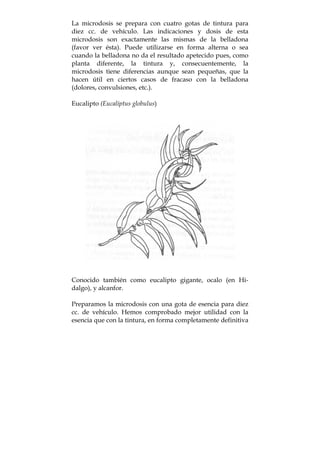 La microdosis se prepara con cuatro gotas de tintura para
diez cc. de vehículo. Las indicaciones y dosis de esta
microdosis son exactamente las mismas de la belladona
(favor ver ésta). Puede utilizarse en forma alterna o sea
cuando la belladona no da el resultado apetecido pues, como
planta diferente, la tintura y, consecuentemente, la
microdosis tiene diferencias aunque sean pequeñas, que la
hacen útil en ciertos casos de fracaso con la belladona
(dolores, convulsiones, etc.).
Eucalipto (Eucaliptus globulus)
Conocido también como eucalipto gigante, ocalo (en Hi-
dalgo), y alcanfor.
Preparamos la microdosis con una gota de esencia para diez
cc. de vehículo. Hemos comprobado mejor utilidad con la
esencia que con la tintura, en forma completamente definitiva
 