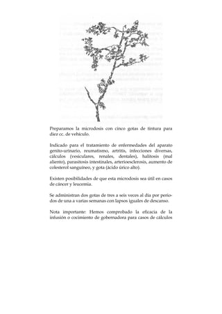 Preparamos la microdosis con cinco gotas de tintura para
diez cc. de vehículo.
Indicado para el tratamiento de enfermedades del aparato
genito-urinario, reumatismo, artritis, infecciones diversas,
cálculos (vesiculares, renales, dentales), halitosis (mal
aliento), parasitosis intestinales, arterioesclerosis, aumento de
colesterol sanguíneo, y gota (ácido úrico alto).
Existen posibilidades de que esta microdosis sea útil en casos
de cáncer y leucemia.
Se administran dos gotas de tres a seis veces al día por perio-
dos de una a varias semanas con lapsos iguales de descanso.
Nota importante: Hemos comprobado la eficacia de la
infusión o cocimiento de gobernadora para casos de cálculos
 