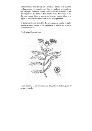 (concreciones minerales) en diversas partes del cuerpo.
Utilizamos un cocimiento muy ligero, en el que apenas tome
color el agua hirviente, donde introducimos una ramita dos o
tres segundos. Se bebe ya fría, medio vaso dos veces al día
durante nueve días, se descansa también nueve días, y se
repite el tratamiento; esto durante un largo periodo.
El tratamiento con infusión de gobernadora puede comple-
mentarse con el uso de la microdosis de la misma, en la forma
antes mencionada.
Gordolobo (Gnaphalium)
La microdosis la preparamos con 10 gotas de tintura para 10
cc. de vehículo.
 