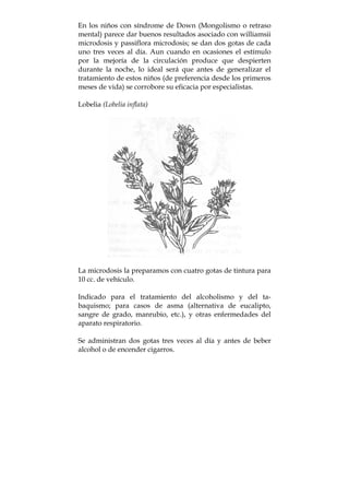 En los niños con síndrome de Down (Mongolismo o retraso
mental) parece dar buenos resultados asociado con williamsii
microdosis y passiflora microdosis; se dan dos gotas de cada
uno tres veces al día. Aun cuando en ocasiones el estímulo
por la mejoría de la circulación produce que despierten
durante la noche, lo ideal será que antes de generalizar el
tratamiento de estos niños (de preferencia desde los primeros
meses de vida) se corrobore su eficacia por especialistas.
Lobelia (Lobelia inflata)
La microdosis la preparamos con cuatro gotas de tintura para
10 cc. de vehículo.
Indicado para el tratamiento del alcoholismo y del ta-
baquismo; para casos de asma (alternativa de eucalipto,
sangre de grado, manrubio, etc.), y otras enfermedades del
aparato respiratorio.
Se administran dos gotas tres veces al día y antes de beber
alcohol o de encender cigarros.
 