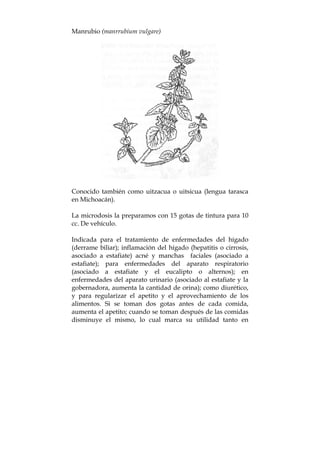 Manrubio (manrrubium vulgare)
Conocido también como uitzacua o uitsicua (lengua tarasca
en Michoacán).
La microdosis la preparamos con 15 gotas de tintura para 10
cc. De vehículo.
Indicada para el tratamiento de enfermedades del hígado
(derrame biliar); inflamación del hígado (hepatitis o cirrosis,
asociado a estafiate) acné y manchas faciales (asociado a
estafiate); para enfermedades del aparato respiratorio
(asociado a estafiate y el eucalipto o alternos); en
enfermedades del aparato urinario (asociado al estafiate y la
gobernadora, aumenta la cantidad de orina); como diurético,
y para regularizar el apetito y el aprovechamiento de los
alimentos. Si se toman dos gotas antes de cada comida,
aumenta el apetito; cuando se toman después de las comidas
disminuye el mismo, lo cual marca su utilidad tanto en
 