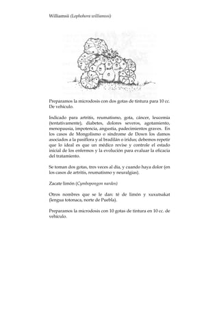 Williamsii (Lophohora williamssi)
Preparamos la microdosis con dos gotas de tintura para 10 cc.
De vehículo.
Indicado para artritis, reumatismo, gota, cáncer, leucemia
(tentativamente), diabetes, dolores severos, agotamiento,
menopausia, impotencia, angustia, padecimientos graves. En
los casos de Mongolismo o síndrome de Down los damos
asociados a la pasiflora y al bradilán o iridus; debemos repetir
que lo ideal es que un médico revise y controle el estado
inicial de los enfermos y la evolución para evaluar la eficacia
del tratamiento.
Se toman dos gotas, tres veces al día, y cuando haya dolor (en
los casos de artritis, reumatismo y neuralgias).
Zacate limón (Cymbopongon nardos)
Otros nombres que se le dan: té de limón y xuxutsakat
(lengua totonaca, norte de Puebla).
Preparamos la microdosis con 10 gotas de tintura en 10 cc. de
vehículo.
 