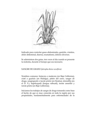 Indicado para controlar gases abdominales, gastritis, vómitos,
dolor abdominal, diarrea, reumatismo, dolores diversos.
Se administran dos gotas, tres veces al día cuando se presente
la molestia, durante el tiempo que sea necesario.
SANGRE DE GRADO (Jatropha dioica sessiflora)
Nombres comunes: betácora o matácora (en Baja California),
cóatl o gualulu (en Hidalgo), piñón del cerro, sangre de
drago, sangregrado o tacote prieto (en Sinaloa), telondilla (en
el D. F.), tlapelezpatli (lengua náhuatl), torote amarillo y
torote prieto (en Baja California).
Iniciamos los trabajos de sangre de drago tomando como base
el hecho de que es muy conocida en toda la región por sus
propiedades, fundamentalmente para enfermedades de la
 