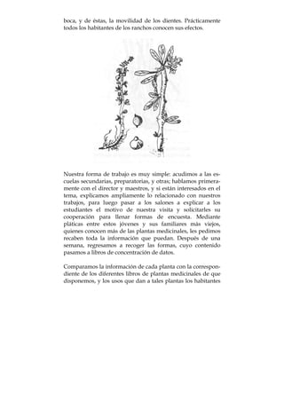 boca, y de éstas, la movilidad de los dientes. Prácticamente
todos los habitantes de los ranchos conocen sus efectos.
Nuestra forma de trabajo es muy simple: acudimos a las es-
cuelas secundarias, preparatorias, y otras; hablamos primera-
mente con el director y maestros, y si están interesados en el
tema, explicamos ampliamente lo relacionado con nuestros
trabajos, para luego pasar a los salones a explicar a los
estudiantes el motivo de nuestra visita y solicitarles su
cooperación para llenar formas de encuesta. Mediante
pláticas entre estos jóvenes y sus familiares más viejos,
quienes conocen más de las plantas medicinales, les pedimos
recaben toda la información que puedan. Después de una
semana, regresamos a recoger las formas, cuyo contenido
pasamos a libros de concentración de datos.
Comparamos la información de cada planta con la correspon-
diente de los diferentes libros de plantas medicinales de que
disponemos, y los usos que dan a tales plantas los habitantes
 
