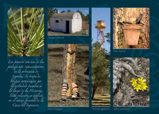 Veganzones es un pueblo
típicamente pinariego. De
sus pinares y del esfuerzo de
sus gentes obtuvo riqueza
para emprender importantes
obras como la parroquia y el
ayuntamiento. El monumento
al Sagrado Corazón es obra
del escultor Florentino Trapero.
Monumento a Cristo Rey
Aserradero
Interior de la iglesia de Santa Águeda Santa Ana con la Virgen y el Niño
 