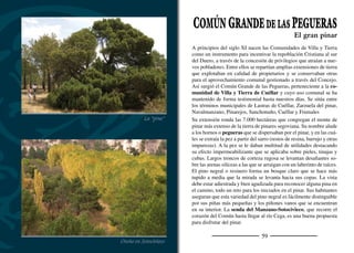 61
CUÉLLAR
La villa mudéjar
Limitando con la provincia de Valladolid, al noroeste de la Tierra de
Pinares Segoviana, se asientan la villa de Cuéllar, una “villa castella-
na y antiquísima”, como se refería a ella su primer gran historiador,
don Gonzalo de la Torre de Trassierra. Su casco histórico atesora un
importantísimo conjunto monumental que, poco a poco, va recupe-
rando su esplendor. Para entender su magnitud, baste decir que llega-
ron a existir en Cuéllar en el siglo XVI veintiséis ediﬁcios religiosos,
de los que cinco eran conventos.
La población asciende por las cuestas o cotarros que separan la lla-
nura que surcan el río Cega y el arroyo Cerquilla de los páramos que
se extienden hacia la provincia de Valladolid. El castillo, en lo más
alto, y las torres de las iglesias conﬁguran y dan personalidad al
paisaje urbano de la villa.
Los orígenes de Cuéllar se remontan a la Edad del Bronce, épo-
ca de la que se han encontrado algunos restos. En aquel momento,
como después en la Edad del Hierro, los poblados buscaban lugares
elevados fácilmente defendibles. Así, en el siglo VI a.C. ya existía
un castro en el entorno del castillo. La necrópolis de las Erijuelas
de San Andrés se conoce desde los hallazgos de Antonio Molinero,
a mediados del siglo pasado. Los materiales encontrados permiten
hablar de la existencia de un poblado dela tribu céltica de los va-
cceos. Quizá Cuéllar fuera la Colenda que conquistaron las tropas
romanas de Tito Didio tras nueve meses de asedio, pero no existen
pruebas fehacientes. De época visigoda tan sólo hay indicios. La
primera repoblación cristiana de Cuéllar tuvo lugar tras la batalla de
Simancas (939) y duró hasta el año 977, cuando Almanzor arrasó la
villa. A ﬁnales del siglo XI, Alfonso VI recuperó Cuéllar y le encar-
gó al conde Pedro Ansúrez su repoblación. En este momento nace la
Santa María de la Cuesta
Portada mudéjar de San Andrés
 