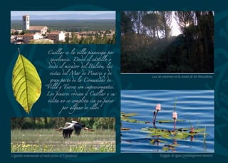 Portada mudéjar de la iglesia de San Cristóbal
Detalledelartesonado
SAN CRISTÓBAL DE CUÉLLAR
El don del pan
Es el único pueblo del sexmo de Montemayor de la Comunidad de
Villa y Tierra de Cuéllar que pertenece a la provincia de Segovia
ya que el resto (Montemayor, San Miguel del Arroyo, Santiago del
Arroyo y Viloria) son de Valladolid. Se encuentra situado en una
pequeña hondonada al abrigo de varios cotarros que lo rodean casi
por completo. El arroyo Horcajo cruza el pueblo aportando frescor
y humedad a los campos de cultivo que se encuentran a su alrede-
dor. A lo largo de su término municipal abundan las fuentes como
Valdecrespo o la fuente de San Caballero. En la plaza del pueblo se
conserva también una enorme fuente de piedra caliza.
La iglesia de San Cristóbal es un templo humilde aunque con al-
gunos elementos de interés. Se accede a su interior a través de una
portada mudéjar de cinco arquivoltas. Es el único elemento clara-
mente medieval de la iglesia, que fue reformada en el siglo XVII se-
gún consta en el tímpano que se añadió al arco triunfal. La cabecera
se cubre con un artesonado de planta octogonal, formándose en el
centro una estrella en cuyo interior se simuló un pequeño vano en
forma de trébol.
Sus ﬁestas patronales se celebran el ﬁn de semana más próximo al
8 de septiembre, la Natividad de Nuestra Señora, y al 13 de junio,
San Antonio de Padua. La tradición más curiosa y singular de este
pueblo tiene lugar en Santa Bárbara, el 4 de diciembre. Dice la
historia que hace más de cuatro siglos vivía cerca de aquí una rica
mujer llamda doña Marina Sanz, quién dejo en herencia al ayunta-
miento una gran ﬁnca próspera y productiva bajo el compromiso de
que cada 4 de diciembre se distribuyera dos hogazas de pan a cada
vecino y una ración de pan a cada transeúnte que ese día recorra el
pueblo. Todavía se mantiene viva la costumbre.
74
 