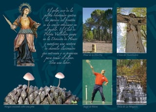 Según nos acercamos a
tierras de Valladolid,
los pinos albares van
dominando sobre los
resineros. Sus copas
redondeadas, generosas en
piñones, son inconfundibles
y van modelando el paisaje.
Cotarra
Vista general de Mata de Cuéllar
 