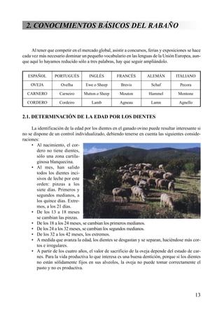 2. CONOCIMIENTOS BÁSICOS DEL RABAÑO
Al tener que competir en el mercado global, asistir a concursos, ferias y exposiciones se hace
cada vez más necesario dominar un pequeño vocabulario en las lenguas de la Unión Europea, aun-
que aquí lo hayamos reducido sólo a tres palabras, hay que seguir ampliándolo.
ESPAÑOL PORTUGUÉS INGLÉS FRANCÉS ALEMÁN ITALIANO
OVEJA Ovelha Ewe o Sheep Brevis Schaf Pecora
CARNERO Carneiro Mutton o Sheep Mouton Hammel Montone
CORDERO Cordeiro Lamb Agneau Lamn Agnello
2.1. DETERMINACIÓN DE LA EDAD POR LOS DIENTES
La identificación de la edad por los dientes en el ganado ovino puede resultar interesante si
no se dispone de un control individualizado, debiendo tenerse en cuenta las siguientes conside-
raciones:
• Al nacimiento, el cor-
dero no tiene dientes,
sólo una zona cartila-
ginosa blanquecina.
• Al mes, han salido
todos los dientes inci-
sivos de leche por este
orden: pinzas a los
siete días. Primeros y
segundos medianos, a
los quince días. Extre-
mos, a los 21 días.
• De los 13 a 18 meses
se cambian las pinzas.
• De los 18 a los 24 meses, se cambian los primeros medianos.
• De los 24 a los 32 meses, se cambian los segundos medianos.
• De los 32 a los 42 meses, los extremos.
• A medida que avanza la edad, los dientes se desgastan y se separan, haciéndose más cor-
tos e irregulares.
• A partir de los cuatro años, el valor de sacrificio de la oveja depende del estado de car-
nes. Para la vida productiva lo que interesa es una buena dentición, porque si los dientes
no están sólidamente fijos en sus alveolos, la oveja no puede tomar correctamente el
pasto y no es productiva.
13
 