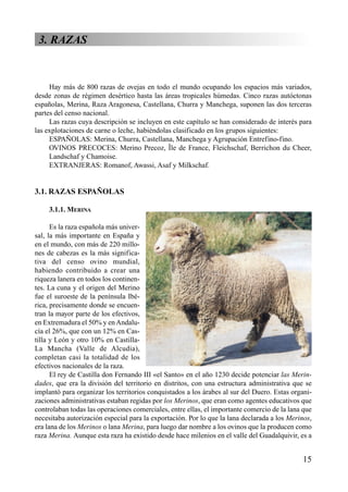 3. RAZAS
Hay más de 800 razas de ovejas en todo el mundo ocupando los espacios más variados,
desde zonas de régimen desértico hasta las áreas tropicales húmedas. Cinco razas autóctonas
españolas, Merina, Raza Aragonesa, Castellana, Churra y Manchega, suponen las dos terceras
partes del censo nacional.
Las razas cuya descripción se incluyen en este capítulo se han considerado de interés para
las explotaciones de carne o leche, habiéndolas clasificado en los grupos siguientes:
ESPAÑOLAS: Merina, Churra, Castellana, Manchega y Agrupación Entrefino-fino.
OVINOS PRECOCES: Merino Precoz, Île de France, Fleichschaf, Berrichon du Cheer,
Landschaf y Chamoise.
EXTRANJERAS: Romanof, Awassi, Asaf y Milkschaf.
3.1. RAZAS ESPAÑOLAS
3.1.1. MERINA
Es la raza española más univer-
sal, la más importante en España y
en el mundo, con más de 220 millo-
nes de cabezas es la más significa-
tiva del censo ovino mundial,
habiendo contribuido a crear una
riqueza lanera en todos los continen-
tes. La cuna y el origen del Merino
fue el suroeste de la península Ibé-
rica, precisamente donde se encuen-
tran la mayor parte de los efectivos,
en Extremadura el 50% y enAndalu-
cía el 26%, que con un 12% en Cas-
tilla y León y otro 10% en Castilla-
La Mancha (Valle de Alcudia),
completan casi la totalidad de los
efectivos nacionales de la raza.
El rey de Castilla don Fernando III «el Santo» en el año 1230 decide potenciar las Merin-
dades, que era la división del territorio en distritos, con una estructura administrativa que se
implantó para organizar los territorios conquistados a los árabes al sur del Duero. Estas organi-
zaciones administrativas estaban regidas por los Merinos, que eran como agentes educativos que
controlaban todas las operaciones comerciales, entre ellas, el importante comercio de la lana que
necesitaba autorización especial para la exportación. Por lo que la lana declarada a los Merinos,
era lana de los Merinos o lana Merina, para luego dar nombre a los ovinos que la producen como
raza Merina. Aunque esta raza ha existido desde hace milenios en el valle del Guadalquivir, es a
15
 
