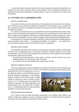 La gestación puede terminar en parto de cría única o gemelar, los gemelos pueden tener su
origen en un sólo óvulo o proceder de dos óvulos distintos. No es conveniente mantener en la
explotación como futuro reproductor el gemelo macho, ya que en la mayoría de los casos estos
son estériles.
6.2. CONTROL DE LA REPRODUCCIÓN
6.2.1. LA ALIMENTACIÓN
Es uno de los factores que más intervienen en la reproducción, incrementar el nivel alimen-
ticio 15 días antes de comenzar la cubrición y mantenerlo 15 días después, o sea, un total de 75
días; mejora la ovulación y la proliferación (número de corderos por oveja). Dicha técnica recibe
el nombre de flushing.
La carencia de minerales provoca una perturbación del funcionamiento del aparato repro-
ductor, lo que se manifiesta por la aparición de ovejas vacías, repeticiones de celos y menos cor-
deros. Aunque las necesidades en minerales son elevadas durante la cubrición, gestación y lacta-
ción, lo más recomendable es que las ovejas los tengan en libre disposición permanentemente.
Conviene tener en cuenta que durante la cubrición y final de la gestación no deben darse en
exceso crucíferas (coles, nabos, …) ni leguminosas (alfalfa, veza, tréboles, …) en estado fresco,
provocan efectos negativos tanto en la ovulación como en la gestación.
6.2.2. EL EFECTO MACHO
Es la introducción brusca de los carneros en un grupo de ovejas provocando en ellas la apa-
rición del celo y ovulaciones, pero no será hasta la segunda ovulación cuando el celo es fértil
teniendo lugar a los 24-28 días de la introducción de los carneros. Para asegurar la efectividad de
esta práctica se debe tener en cuenta:
• El periodo de aislamiento previo entre ovejas y carneros será de al menos de un mes,
debiendo utilizar seis carneros por cada cien ovejas.
• Los carneros con las ovejas deben estar cuando menos 45 días.
6.2.3. LAS ESPONJAS VAGINALES
Provocan la aparición del celo en periodos poco propicios (abril-junio). Se recomienda que
la duración del tratamiento sea de 12 a 14 días. A la retirada de la esponja se debe inyectar gona-
dotropina sérica por vía intramuscular. Las ove-
jas empiezan a salir en celo a las 24 horas de reti-
radas las esponjas e inyectadas, y a las 48 horas
aceptan el macho el 95% de las ovejas. Se debe
utilizar un carnero por cada 5-6 ovejas, se obtie-
nen de 1,3 a 1,5 corderos por oveja tratada. Este
método nos permite: una mejor organización de
la explotación ovina, un aumento de la produc-
ción y es fundamental para la mejora genética
mediante la inseminación artificial.
6.2.4. INSEMINACIÓN ARTIFICIAL
En la especie ovina ha tenido desarrollo espectacular en los últimos años debido a las
muchas ventajas que comporta, ya que se consigue introducir en el rebaño caracteres genéticos
mejorantes con más rapidez que utilizando la monta natural.
35
 