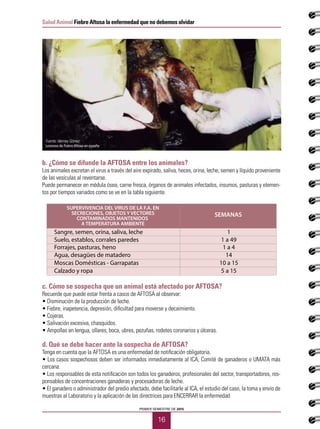 16
Salud Animal Fiebre Aftosa la enfermedad que no debemos olvidar
PRIMER SEMESTRE DE 2015
b. ¿Cómo se difunde la AFTOSA entre los animales?
Los animales excretan el virus a través del aire expirado, saliva, heces, orina, leche, semen y líquido proveniente
de las vesículas al reventarse.
Puede permanecer en médula ósea, carne fresca, órganos de animales infectados, insumos, pasturas y elemen-
tos por tiempos variados como se ve en la tabla siguiente.
c. Cómo se sospecha que un animal está afectado por AFTOSA?
Recuerde que puede estar frenta a casos de AFTOSA al observar:
• Disminución de la producción de leche.
• Fiebre, inapetencia, depresión, dificultad para moverse y decaimiento.
• Cojeras.
• Salivación excesiva, chasquidos.
• Ampollas en lengua, ollares, boca, ubres, pezuñas, rodetes coronarios y úlceras.
d. Qué se debe hacer ante la sospecha de AFTOSA?
Tenga en cuenta que la AFTOSA es una enfermedad de notificación obligatoria.
• Los casos sospechosos deben ser informados inmediatamente al ICA, Comité de ganaderos o UMATA más
cercana.
• Los responsables de esta notificación son todos los ganaderos, profesionales del sector, transportadores, res-
ponsables de concentraciones ganaderas y procesadoras de leche.
• El ganadero o administrador del predio afectado, debe facilitarle al ICA, el estudio del caso, la toma y envío de
muestras al Laboratorio y la aplicación de las directrices para ENCERRAR la enfermedad
Sangre, semen, orina, saliva, leche 1
Suelo, establos, corrales paredes 1 a 49
Forrajes, pasturas, heno 1 a 4
Agua, desagües de matadero 14
Moscas Domésticas - Garrapatas 10 a 15
Calzado y ropa 5 a 15
SUPERVIVENCIA DEL VIRUS DE LA F.A. EN
SECRECIONES, OBJETOS Y VECTORES
CONTAMINADOS MANTENIDOS
A TEMPERATURA AMBIENTE
SEMANAS
Fuente: Herney Gómez
Lesiones de Fiebre Aftosa en pezuña
 