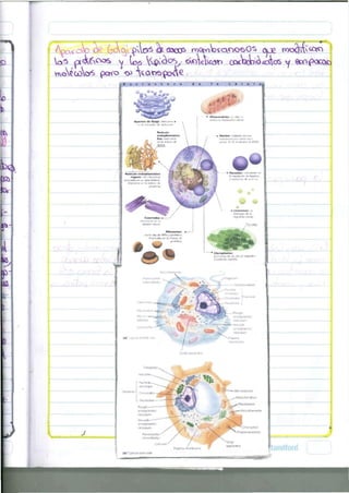 E s t r u c t u r a 
c é 1 u 1 
ondrtas: i i li.i. , 
-s rr«(w*-t6n ce* inr 
Nucido: ' íl* uro 
mcmCKW^ ron iKjmr.iov* 
!*>'»!* tu é. ir IOLAIZÍ el ADN 
Retículo cndopUsmátíto 
ru(|Oio roo ritolOnW 
oV-u.-jdot en tu c*ra e*terw 
Intervirrie «r U 
jjriMe.t.M 
reijulatiort dt? ii. i ni • 
Jtvtuór, cetuU' 
3 
• Liw»mH; k 
ertOi'g*i de u 
ílTIC»C*«Oi*tl 
' Cioroplaito»: 
e»cij«vos d* U«; céfam vejwaJ»--. 
— 
L Nuctexiu*—— 
retxutwrn 
Smodh—— 
OntIgptaSírw: 
t>»Cfol*c*v' 
^ Mcccno*i0ngn 
 