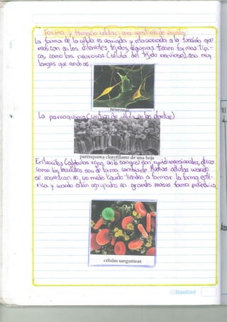 ta taimes ¿£ ta ü 2 V 0 <2b 0 o ^ o 2 ¿ . y ^ l a d o c o s t a QO {oixido 
¿ta%^r.p6 ot-rek^) 
parénquima clorofiliano de una hoja  
k**>© ^sta3üOri5D5 50^ « ^XO^ Ci^tao^e • H0^^ ^°os OJQjSxb 
células sanguíneas 
 