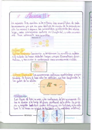 r 
I t 
Lo, IY)¿*O6V& ti Qó €)r^lo< 0 W ™"W£> tü6 G;o^c^<tas ¿2. <£*ta 
Cj&oo^a&ococ* VJO, ú|Je oo ^oe> vo£cí,t£ó fto irt>zoo <ík » «^ecovotatA 
G6O Lo t^esob^  <2&Dorco> .tas a o w c í V A o ^ pcoo,oo&ráo «tao c é i oW 
Vsgpfo * üxoo. Cíoox^otfnofc Ceo^eoe ^ (Ava^tav^, y co>(ta_CíOo'*^" 
rfo. *w3oe totatoeota ooq Uo^oV^o. 
Meiosis II 
B H ¡ JE 
^ 4 Yio^eota^e. Voceo $¿¿feoe5 W^c6 oo^pos {ta<r^Vcéfc6 ¿teco- 
MMMMHMMWMIMnWi 
tó^o6e- & fe«eow & W GoWe W c0o^ooSrOiOiV»2W) i^ta'&s&>-4 
te ^otafc vk v> ^fetaV • w 
t 
D I V I S I Ó N I : P R O F A S E T A R D ÍA 
avoWoj) w^Wo g c j x ^  c k  > ¿ W c é ^ - tapara-r< 
V J ^ ^ Ü C Í ^ feékofeoi pos&fc hwboá<st tauVosf^ Gota u i eV 
METAFASEI 
/ 
 