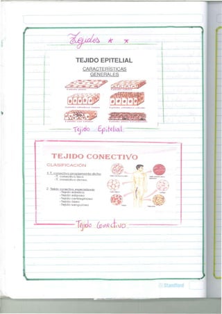 TEJIDO EPITELIAL 
C A R A C T E R Í S T I C A S 
GENERALES 
hpate.io plano Lpilsho c ú b i co 
Epitelio c i l í n d u c o «implo Lp.lelio cilirutuco nMmaU 
i i>i«a~lat> *;t»r» c é l u l a s E pilclio plano evlratilicado 
— lejiob EjQiíeíial. — 
T E J I D O C O N E C T I VO 
C L A S I F I C A C I Ó N 
1. T. conectivo propiamente dicho ^JL$ 
-T. conectivo laxo T™ * ™ ™ » » » » , < , « «, 
-T. conectivo denso. /TPÍN 
2. Tejido conectivo especializado - / 
-Tejido elástico r»*,.*»». 
-Tejido adiposo 
-Tejido cartilaginoso B^jO o 
-Tejido óseo £o 
-Tejido sanguíneo Lv« 
Tejido ¿o 
 