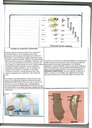 Prueba de anatomía comparada 
Distintas especies presentan partes de su organismo 
constituidas bajo un mismo esquema estructural, 
apoyando una homología entre órganos o similitud de 
parentesco, y por tanto de un origen y desarrollo común 
durante un periodo de tiempo. Ejemplo: las extremidades 
anteriores de los humanos, murciélagos o ballenas, cuya 
estructura, tipo de desarrollo embrionario o relación con 
3tros órganos, es básicamente la misma. Existen órganos 
tomólogos llamados vestigiales, que se mantienen 
jresentes en cada generación y que sin embargo no 
ealizan función alguna; por ejemplo, en los seres 
lumanos el coxis es un remanente de la cola; otros 
órganos vestigiales son el apéndice o las muelas del 
juicio. 
Los órganos que desempeñan la misma función, pero 
tienen una constitución anatómica diferente se llaman 
ÓRGANOS ANÁLOGOS, como el ala de un insecto y el 
ala de un ave que ya hemos visto, y representan un 
fenómeno llamado CONVERGENCIA ADAPTATIVA, por 
el cual los seres vivos repiten fórmulas y diseños que han 
El estudio de la anatomía de distintas especies nos enseña que 
existen muchas que se parecen mucho, ya que son especies 
evolutivamente próximas, separadas por una diferente 
adaptación a medios distintos, es decir, que poseen órganos y 
estructuras orgánicas muy parecidas anatómicamente ya que 
tienen el mismo origen evolutivo, son lo que denominamos 
ÓRGANOS HOMÓLOGOS, como por ejemplo, la aleta de un 
delfín y el ala de un murciélago, son órganos con la misma 
estructura interna, pero uno es para nadar y otro para volar. 
DELFÍN 
 