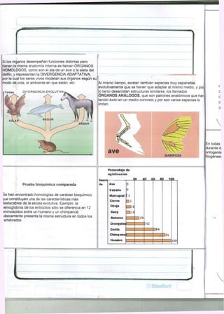 Si los órganos desempeñan funciones distintas pero 
tienen la misma anatomía interna se llaman ÓRGANOS 
HOMÓLOGOS, como son el ala de un ave o la aleta del 
delfín, y representan la DIVERGENCIA ADAPTATIVA, 
por la cual los seres vivos modelan sus órganos según su 
modo de vida, el ambiente en que están, etc. 
i Tiempo DIVERGENCIAA fEcVVOULLUUT IIV AIV Agv 
Al mismo tiempo, existen también especies muy separadas 
evolutivamente que se tienen que adaptar al mismo medio, y por 
lo tanto desarrollan estructuras similares, los llamados 
ÓRGANOS ANÁLOGOS, que son patrones anatómicos que han 
tenido éxito en un medio concreto y por eso varias especies lo 
imitan. 
a v e 
M A R I P O S A 
Y 
c 
G 
0 
0 
En todas 
durante d 
ontogenia 
filogénesi: 
Porcentaje de 
a g l u t i n a c i ó n 
Suero 
Prueba bioquímica comparada 
3e han encontrado homologías de carácter bioquímico 
jue constituyen una de las características más 
iestacables de la escala evolutiva. Ejemplo: la 
íemoglobina de los eritrocitos sólo se diferencia en 12 
iminoácidos entre un humano y un chimpancé; 
lásicamente presenta la misma estructura en todos los 
ertebrados. 
de Ave 
Caballo 
Marsupial 
Ciervo 
Oveja 
Buey 
Babuino 
Orangután 
Gorila 
Chimpancé 
Hombre 
20 40 00 32 300 
12 
• í 
]I0 
p í o 
42 
|M 
]8b 
100 
 