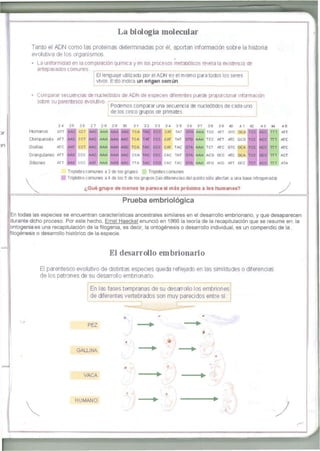 L a b i o l o g í a molecular 
Tanto el ADN como las proteínas determinadas por él, aportan información sobre la historia 
evolutiva de los organismos. 
• La uniformidad en la composición química y en los procesos metabólicos revela la existencia de 
antepasados comunes 
El lenguaje utilizado por el ADN es el m ism o para todos los seres 
vivos Esto indica un origen común 
• Comparar secuencias de nucleótidos de ADN de especies diferentes puede proporcionar información 
sobre su parentesco evolutivo. ¡ i 
Podemos comparar una secuencia de nucleótidos de cada uno 
de los cinco grupos de primates. 
24 25 26 2 7 2 8 2 9 30 31 32 33 3 4 35 36 37 38 39 40 4 1 42 d 3 44 45 
Humanos GTT AAC CCT AAC AAA AAA AAC TCA TAC CCC CAT TAT OTA AAA TCC ATT GTC GCA TCC ACC TTT ATT 
Chimpancés ATT AAC CCT AAC AAA AAA AAC TCA TAT CCC CAT TAT GTS AAA TCC ATT ATC GCG TCC ACC TTT ATC 
Gorilas ATC AAT CCT AAC AAA AAA AGC TCA TAC CCC CAT TAC GTA AAA TCT ATC GTC GCA TCC ACC TTT ATC 
Orangutanes ATT AAC ccc AAC AAA AAA AAC CCA TAC CCC CAC TAT GTA AAA ACG GCC ATC GCA TCC GCC TTT ACT 
Gibones ATT AAC ccc AAT AAA AAG AAC TTA TAC CCS CAC TAC GTA AAA ATG ACC ATT GCC TCT ACC TTT ATA 
Tripletes comunes a 3 de los grupos Tripletes comunes 
Tripletes comunes a 4 de los 5 de los grupos (las diferencias del quinto sólo afectan a una base nitrogenada) 
¿Qué grupo de monos te parece el más próximo a los humanos? 
Prueba e m b r i o l ó g i ca 
En todas las especies se encuentran características ancestrales similares en el desarrollo embrionario, y que desaparecen 
durante dicho proceso. Por este hecho, Ernst Haeckel enunció en 1866 la teoría de la recapitulación que se resume en: la 
ontogenia es una recapitulación de la filogenia, es decir, la ontogénesis o desarrollo individual, es un compendio de la 
filogénesis o desarrollo histórico de la especie. 
El desarrollo embrionario 
El parentesco evolutivo de distintas especies queda reflejado en las similitudes o diferencias 
de los patrones de su desarrollo embrionario. 
En las fases tempranas de su desarrollo los embriones 
de diferentes vertebrados son muy parecidos entre sí. 
PEZ 
GALLINA 
VACA 
HUMANO 
 
