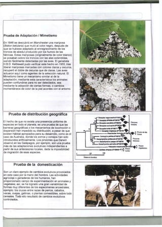 Prueba de A d a p t a c i ó n / Mimetismo 
En 1848 se descubrió en Manchester una mariposa 
{Biston betularia) que mutó al color negro, después de 
que se hubiese adaptado al ennegrecimiento de los 
troncos de abedul producido por los humos de las 
fábricas. Estas mariposas (originalmente de color blanco) 
se posaban sobre los troncos con las alas extendidas, 
siendo fácilmente detectadas por las aves. El genetista 
H.B.D. Kettlewell pudo verificar este hecho en 1955; tras 
liberar mariposas marcadas con colores claros y oscuros, 
recuperó el doble de oscuras que de claras. Las aves 
actuaron aquí como agentes de la selección natural. El 
Mimetismo tiene un mecanismo similar al de la 
adaptación; mediante esta característica los animales 
pueden confundirse para no ser detectados, sea 
mediante la adopción de ciertas formas, o cambios 
momentáneos de color de la piel acordes con el entorno. 
Prueba de d i s t r i b u c i ó n g e o g r á f i ca 
El hecho de que no exista una presencia uniforme de 
especies en todo el planeta, es una prueba de que las 
barreras geográficas o los mecanismos de locomoción o 
dispersión han impedido su distribución, a pesar de que 
existen habitat apropiados para su desarrollo, como es el 
caso de Australia, donde los zorros y conejos han sido 
introducidos artificialmente. Los pinzones que Darwin 
observó en las Galápagos, por ejemplo, son una prueba 
más de las adaptaciones evolutivas independientes a 
partir de sus antecesores locales, dada la imposibilidad 
de migración de esas especies. 
Prueba de la d o m e s t i c a c i ón 
Son un claro ejemplo de cambios evolutivos provocados 
en este caso por la mano del hombre. Las actividades 
agrícolas o ganaderas de los humanos, han 
proporcionado campo de experimentación en animales y 
vegetales; así, se ha logrado una gran variabilidad de 
formas muy diferentes de los especímenes ancestrales; 
ejemplo: los cruces entre razas de perros, caballos, 
vacas, ovejas, gallinas, o plantas comestibles, sobre todo 
cereales. Todo ello resultado de cambios evolutivos 
controlados. 
(01 
• Gaojplr» m¡giurottri+AF10S 
• Gcospk» actndettíAFmm 
Pinzón» 
• Omotpía conlixnki+AFW Grandes 
T6S 
'Séo*p¡u tortlMH»J77f ^ > 
• Ctotpü» Hiliglno*t-AF10S7U 
Pinzón de Isla 
Cocos 
Pinarohxi** >rwm«r*-4F>0979f¿ 
cj CBdcsp :z» p»llld»-AF1B9TS2 
j ["l— Cemarhfncbus ptinaeut»Af1CtTSi Pinzones 
•Mi ' CmntrhfnelwipaupthAFlM7Í4 
Arbóreos 
. 
ni CMrnmhymhta par/uut-Af03W^^ 
-OtlffdM iHvtixm-AF MmÍ OPinSzó n ^ VtatUrano Cantor 
tu 
Distancia Genética 
 