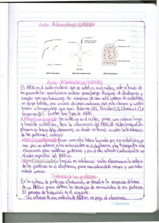 Aü<ta VJüOíXQí 
Extrwno 5 rExtremo 3' 
Punto de f ijdción 
«del aminoácido r A 
/ Subunidíd d» 60s 
( O ) 
. Extremo 3' 
. Subunidad de 40s 
ARN mensajero 
Anticodón 
ARN de transferencia ARN ribosómico 
A ü & o ft>ox)Ae C J O Cfeft^. . 
kl £Xta eb 4 O&6D oocktco cpe ^ ¿ ( U t o en¿ oiSeq, tsd? o W <k 
ta DoCCS^ta UwVc^Cl^v rxxtax ^(XXCstaeOp 0r^U$£ A uo^CWX>» y 
Gx^oV tov> Sosta&uoc.<£> • £e CjOr^pooe; 02. o^» ecta o ¿ * o de o x ^ á o f ó . 
J 0 Q _ OpDo oiocx o - t i ^ ¿ ( L ¿ ¡ W J D Ü^taxx£> OfQ. ¿taobo, j COÓÍCO 
&Vta ta***> r)ov¿x¿) tae o. eo á o o cW oo&$ opa ( i t aw tac®. 
jpta&srA É D W o ¿$s&xrtx$, eo ctao&> ee vGviotta a cota) taV 0*0^06 
fta<& ooo -scta> Y eW Wetata fp< 23 vA^és^^e 
W . { * H o*> e « W i o o, tas ^ C K Í O O ^ ar> ¿i (¡^¿^e^ ^ V^eeo^fe ¿>ta 
oluá^espeáCico ^ Pft^W 
f ^ M x t a < ¿ * Wyta> W J , O Q es CjctaWx tcota & W t o c£<E^& éxfes^ 
vS*ta>o yrZ£<x>- 
^ < ( > W f ^ tab pc^Npb6 
bota 4*cWt> p<oVscfc o V o ^ c a ó t a se £esa{<t U $£a>eráa( 
L—^ 00 C^ p W í t a 6fiÜotóX Q ^ n o ó t a b c 6 píoWfcrj 
El pcoa^o &>&kocoo© es e Í Í U O W J 
 