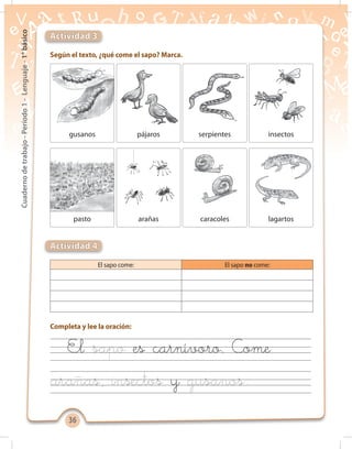 3636
Cuadernodetrabajo-Período1-Lenguaje-1°básico
Según el texto, ¿qué come el sapo? Marca.
Completa el cuadro.
Completa y lee la oración:
Actividad 3
Actividad 4
gusanos pájaros serpientes insectos
pasto arañas caracoles lagartos
El
y
es carnívoro. Come
El sapo come: El sapo no come:
 