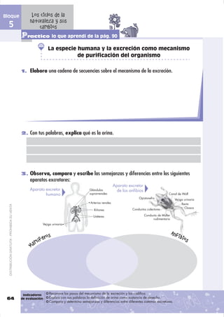Bloque                                               Los ciclos de la
                                                    naturaleza y sus
  5                                                     cambios
                                               Practico lo que aprendí de la pág. 90
                                                                La especie humana y la excreción como mecanismo
                                                                           de purificación del organismo

                                               1. Elabora una cadena de secuencias sobre el mecanismo de la excreción.




                                               2. Con tus palabras, explica qué es la orina.




                                               3. Observa, compara y escribe las semejanzas y diferencias entre los siguientes
                                                    aparatos excretores:
                                                                                                              Aparato excretor
                                                    Aparato excretor                      Glándulas             de los anfibios
                                                            humano                        suprarrenales                                            Canal de Wolf
                                                                                                                             Opistonefro                Vejiga urinaria
                                                                                           Arterias renales                                                  Recto
  DISTRIBUCIÓN GRATUITA - PROHIBIDA SU VENTA




                                                                                                                         Conductos colectores                  Cloaca
                                                                                             Riñones

                                                                                             Uréteres                             Conducto de Müller
                                                                                                                                       rudimentario
                                                            Vejiga urinaria



                                                            os                                                                                         Anfib
                                                      m ífer                                                                                                ios
                                                    Ma




                                                Indicadores     Reconoce los pasos del mecanismo de la excreción y los codifica.
 64                                            de evaluación:   Explica con sus palabras la definición de orina como sustancia de desecho.
                                                                Compara y determina semejanzas y diferencias entre diferentes sistemas excretores.
 